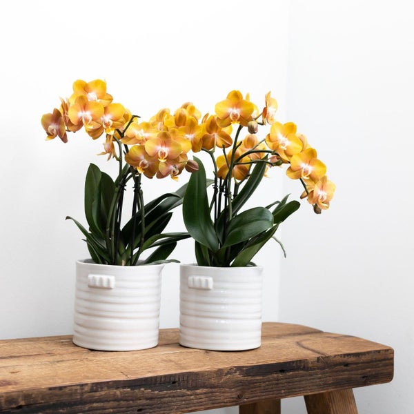 Zwei Orchideen mit orangefarbenen Blüten in weißen Keramiktöpfen auf einer Holzbank.