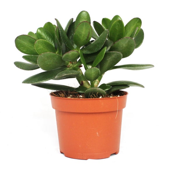 Crassula portulacea - Geldbaum - große Pflanze im 12cm Topf