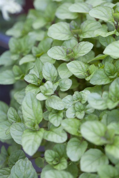 Mentha x piperita var. citrata, Zitronenminze, aromatisch, ca. 9x9 cm Topf