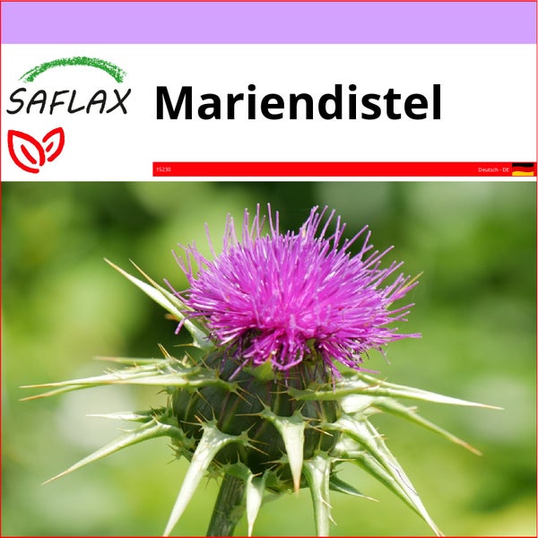 SAFLAX  - Mariendistel - Silybum marianum - 75 Samen