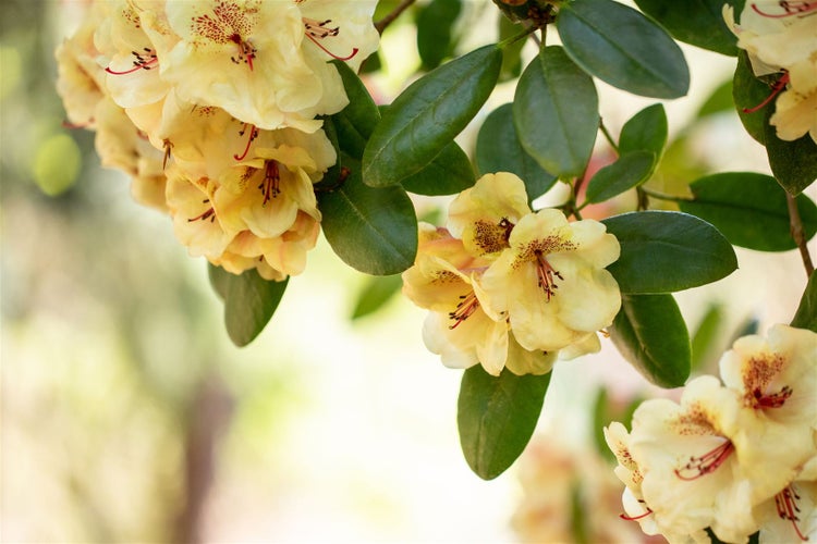 Rhododendron Hybr. 'Viscy', Rhododendron, 30–40 cm