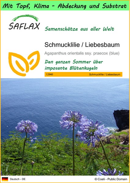 SAFLAX Garden to go - Schmucklilie / Liebesbaum - Agapanthus orientalis ssy. praecox (blue) - 50 Samen - Mit Topf, Klima - Deckel und Anzuchtsubstrat