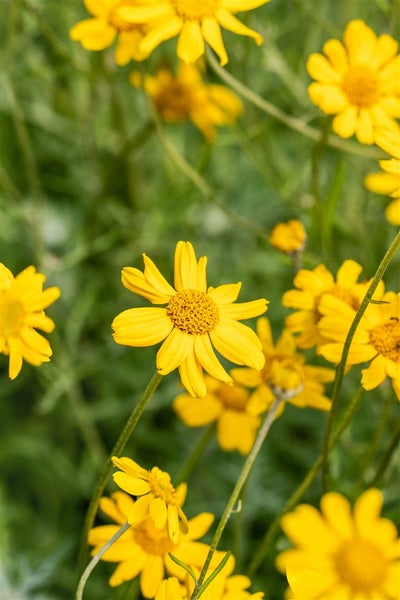 Eriophyllum lanatum, Wolliges Sonnenauge, gelb, ca. 9x9 cm Topf