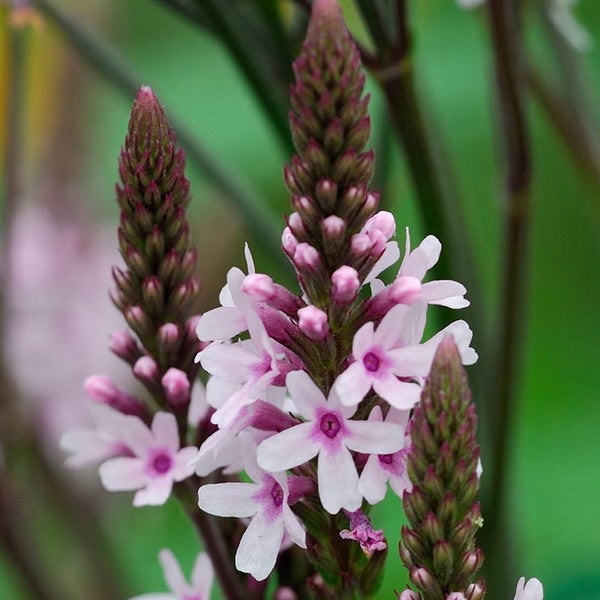 Aufrechte Zaubertraube mit Blütenständen und kleinen Blüten