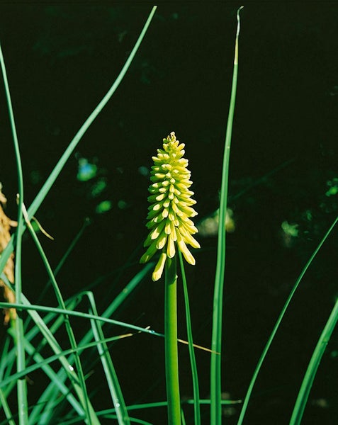 Kniphofia uvaria 'Flamenco', Fackellilie, orange-rot, ca. 9x9 cm Topf