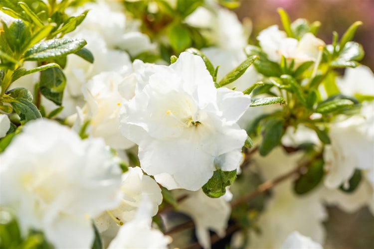 Rhododendron obtusum 'Schneeperle', weiß, 15–20 cm