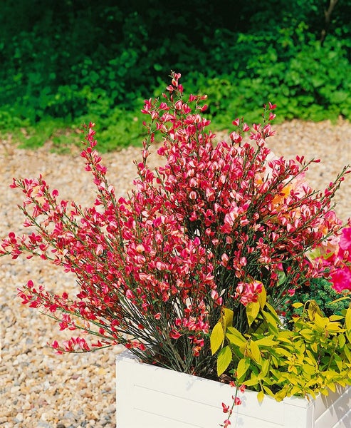 Cytisus praecox, Besenginster, gelb, 30–40 cm