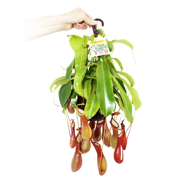 Fleischfressende Pflanze - Nepenthes alata 14cm Ampeltopf