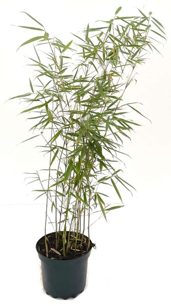 Bambus im Topf