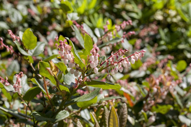 Blühender Strauch mit kleinen glockenförmigen Blüten und grünen Blättern im Garten