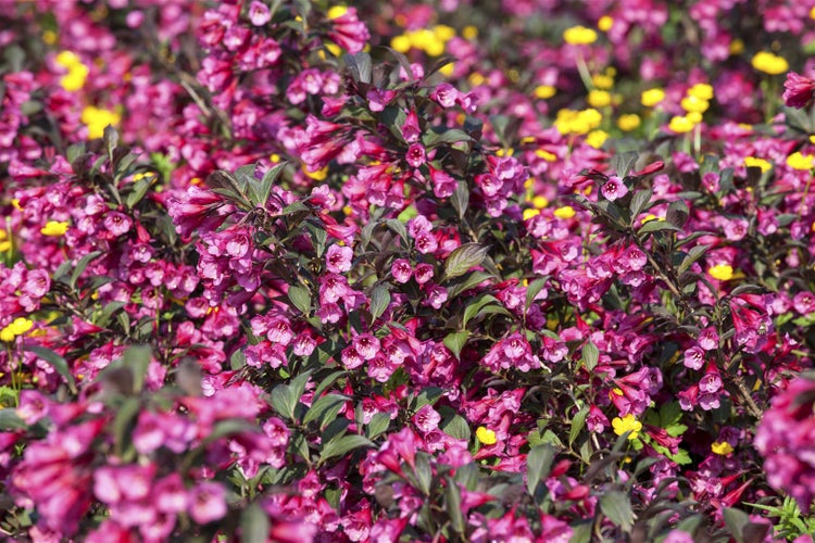 Weigela florida 'Victoria', Weigelie, rotblühend, 40–60 cm