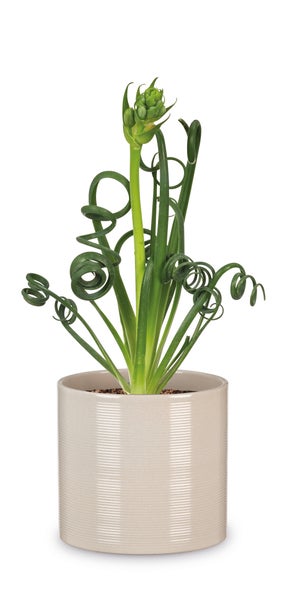 Scheurich Blumentopf aus Keramik,  Farbe: Sesame, 28 cm Durchmesser, 25 cm hoch, 13 l Vol.