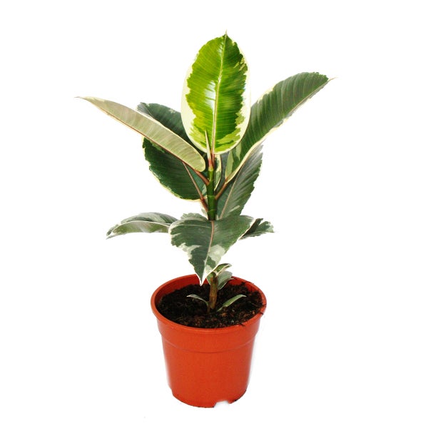 Weissbunter Gummibaum - Ficus elastica Tineke - 17cm Topf