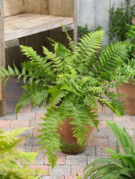 Dryopteris filix-mas, Wurmfarn, ca. 9x9 cm Topf