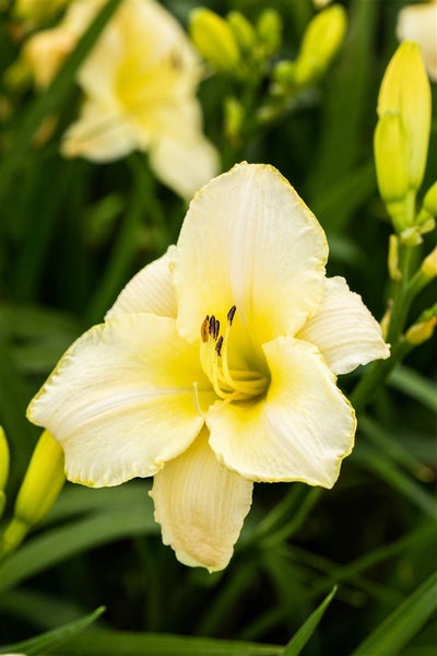 Hemerocallis x cult.'Arctic Snow', Taglilie, weiß, ca. 11x11 cm Topf