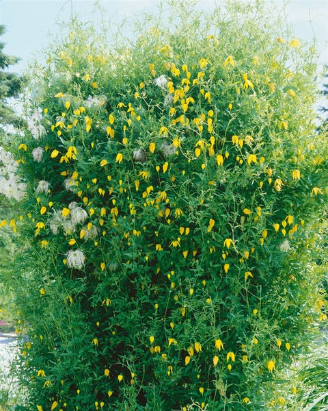 Clematis tangutica, gelbe Blüten, 100–150 cm