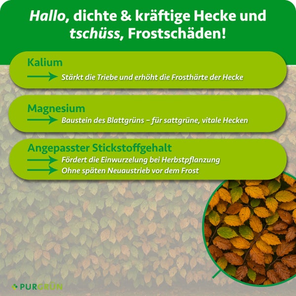 Infografik zum Purgrün Hecken-Herbst-Dünger mit Informationen zu den Inhaltsstoffen Kalium, Magnesium und dem angepassten Stickstoffgehalt.