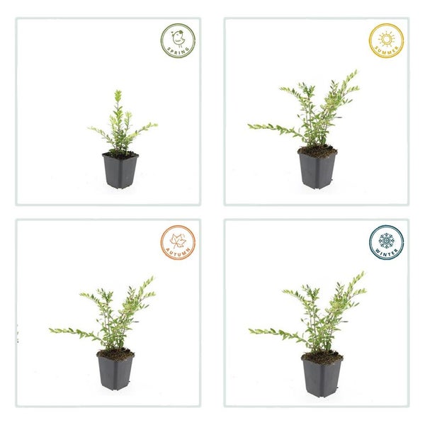 Vier Bilder einer Heckenpflanze im Topf, die das Aussehen im Frühling, Sommer, Herbst und Winter zeigen.