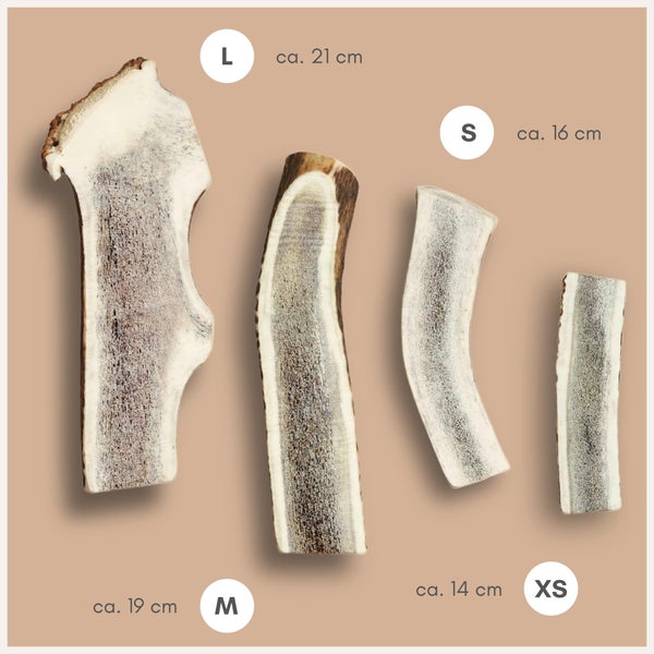 Abbildung von vier Hundekauartikeln aus Hirschgeweih in den Größen extra klein, klein, mittel und groß