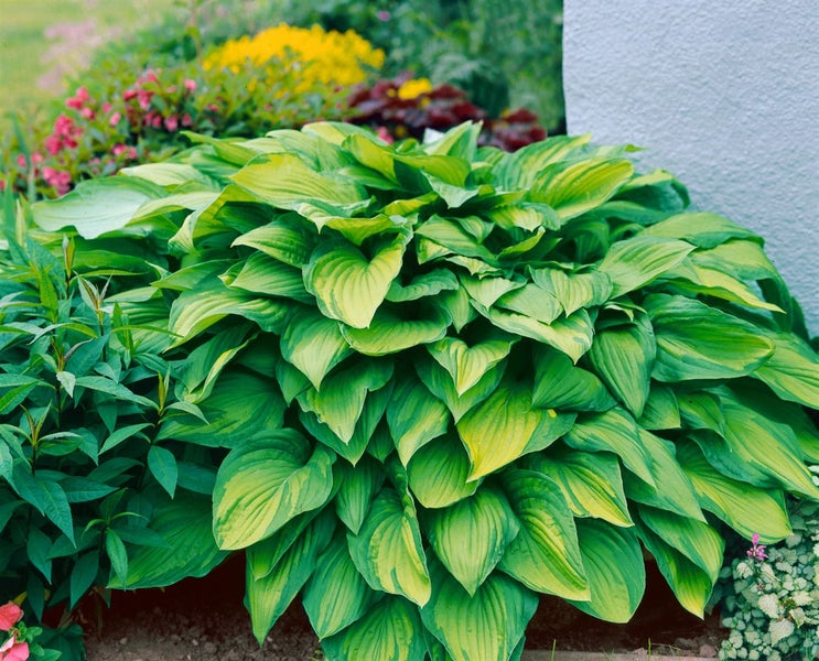 Hosta ventricosa, Herzblattlilie, ca. 9x9 cm Topf, dekoratives Laub