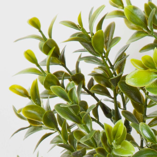 Nahaufnahme einer Bambuspflanze mit grünen Blättern und hellbraunen Stielen.