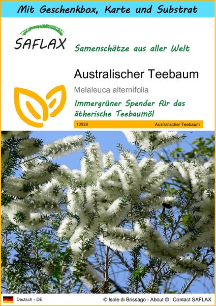 SAFLAX Geschenk Set - Australischer Teebaum - Melaleuca alternifolia - 400 Samen - Mit Geschenkbox, Versandaufkleber, Geschenkkarte und Anzuchtsubstrat