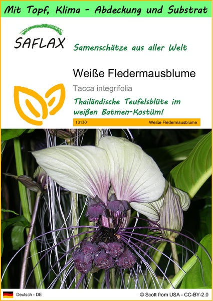 SAFLAX Garden to go - Weiße Fledermausblume - Tacca integrifolia - 10 Samen - Mit Topf, Klima - Deckel und Anzuchtsubstrat