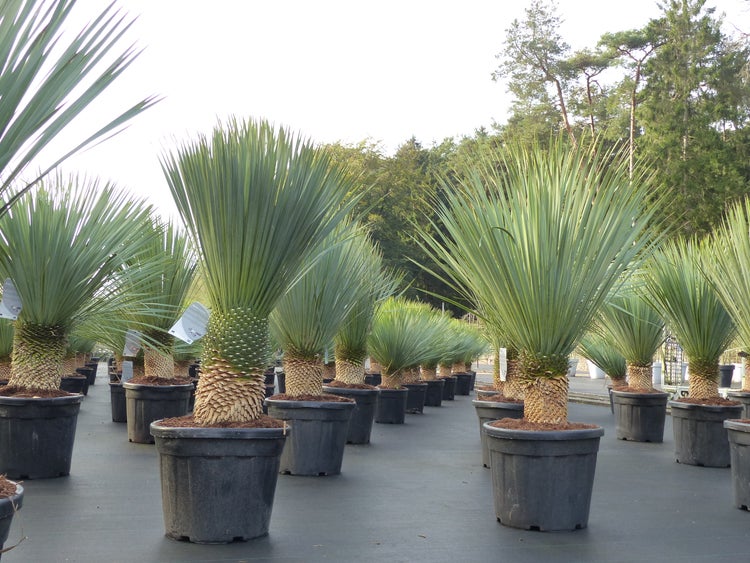 Mehrere Yucca rostrata Pflanzen in schwarzen Kunststofftöpfen, in Reihen aufgestellt in einer Baumschule unter freiem Himmel.