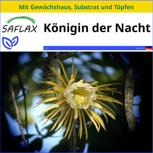 SAFLAX Anzucht Set - Königin der Nacht - Selenicerus grandiflorus - 40 Samen - Mit Mini-Gewächshaus, Anzuchtsubstrat und 2 Töpfen