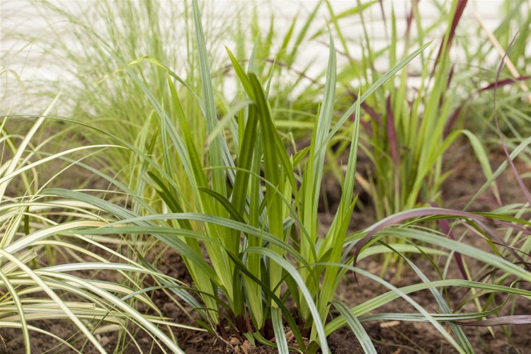 Carex plantaginea, Breitblatt-Segge, ca. 9x9 cm Topf