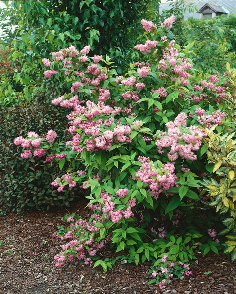 Deutzia magnifica 'Tourbillon Rouge', Maiblumenstrauch, rosa, 80–100 cm