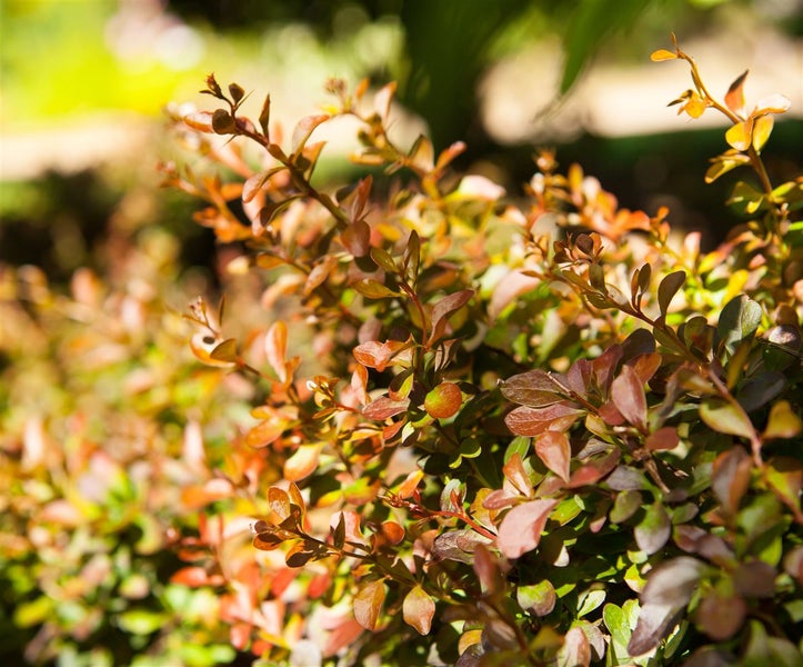 Berberis thunbergii 'Atropurpurea Nana', Blutberberitze, purpurrot, 25–30 cm