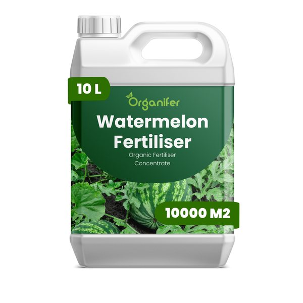 Organifer Wassermelonen-Dünger, organisches Konzentrat, 10 Liter Kanister für 10000 Quadratmeter.