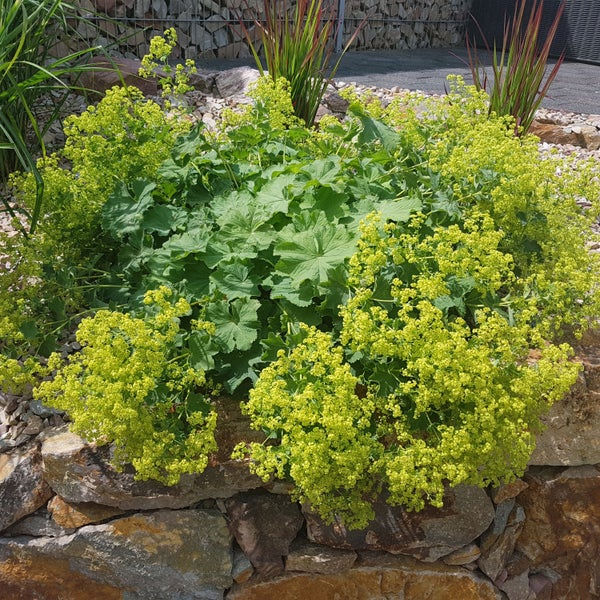 Bloomique - 3er Set - Alchemilla Mollis - Frauenmantel - Gartenpflanzen - Winterhart - Höhe 10-20cm - Topf 9x9cm