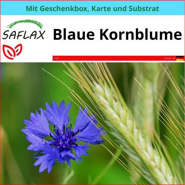 SAFLAX Geschenk Set - Blaue Kornblume - Centaurea cyanus - 27000 Samen - Mit Geschenkbox, Versandaufkleber, Geschenkkarte und Anzuchtsubstrat