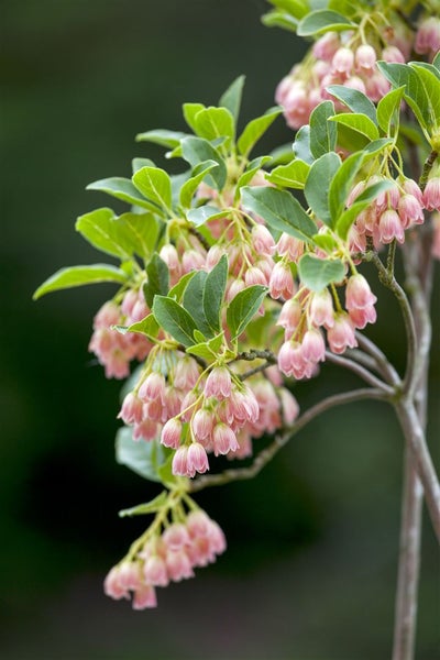 Enkianthus campanulatus, Japanischer Fächerstrauch, 60–80 cm