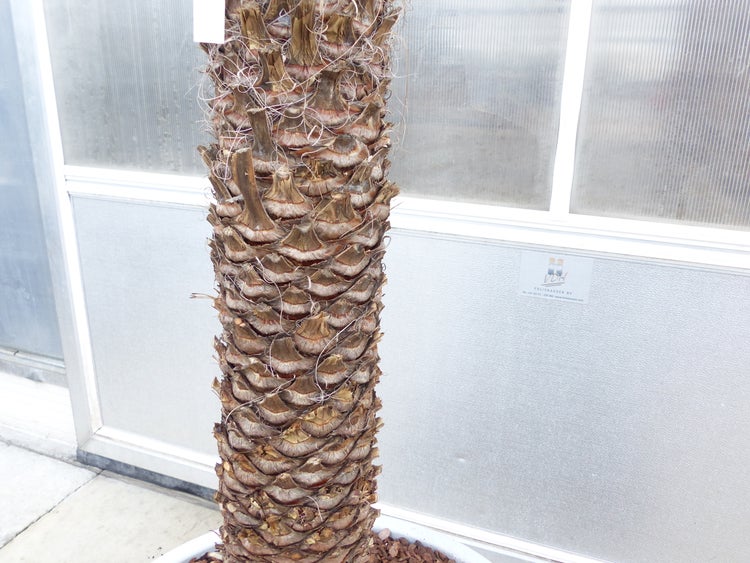 Yucca Filifera, 158 cm Stamm 78 cm Tambasi Yucca, winterhart -13 Grad