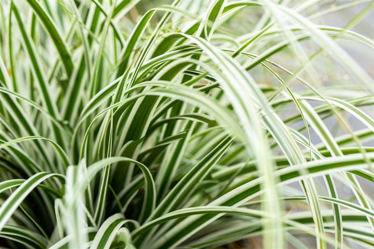 Carex oshimensis 'Everest', Japan-Segge, grün-weiß, ca. 9x9 cm Topf