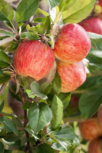 Reife Äpfel an einem Zweig eines Apfelbaums mit Blättern.