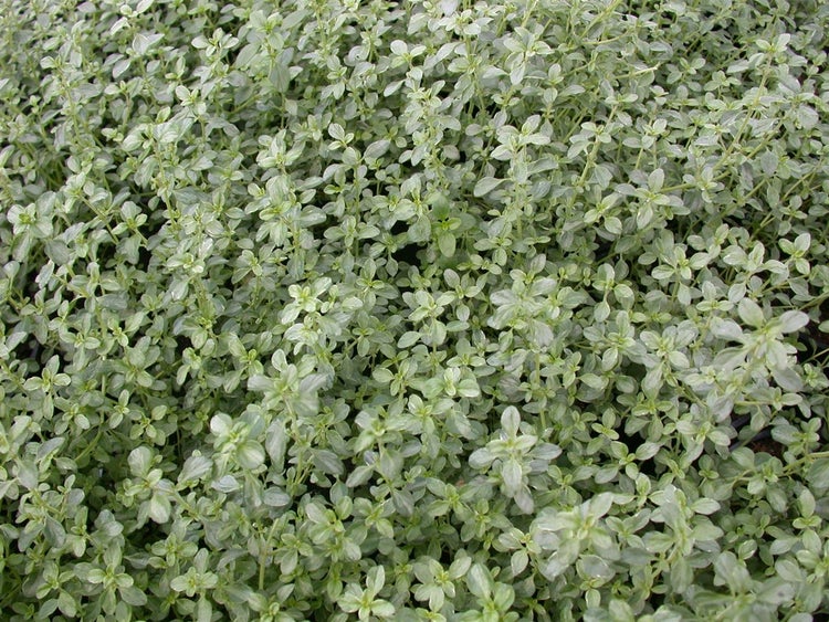 Thymus x citriodorus 'Silver Queen', Zitronenthymian, ca. 9x9 cm Topf