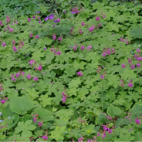 Boden mit blühenden Storchschnabel Pflanzen