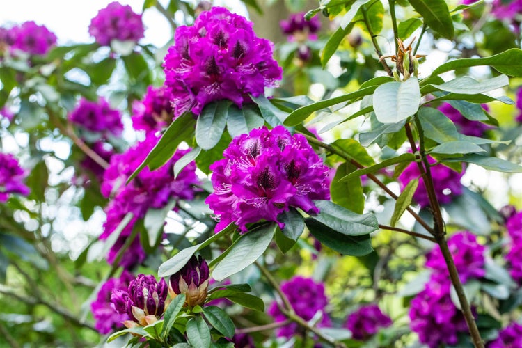 Rhododendron Hybr. 'Blaue Jungs', blau, 40–50 cm