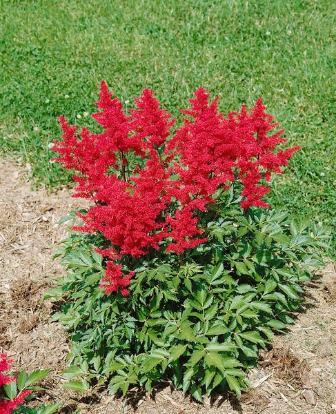 Astilbe japonica 'Montgomery', Prachtspiere, rot, ca. 9x9 cm Topf
