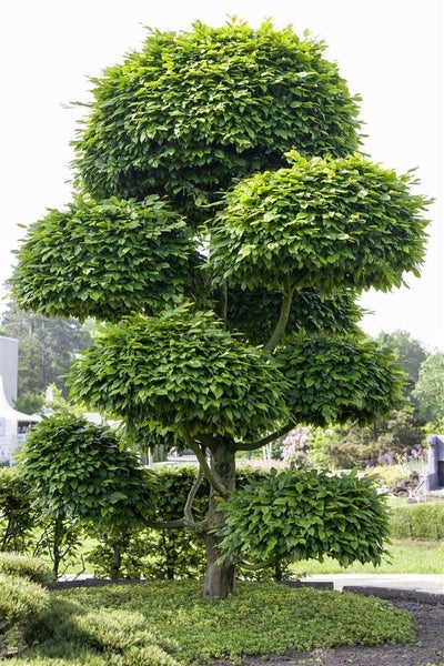 Eine Formgehölz Buche mit mehrstufigem Formschnitt in einer Gartenlandschaft.