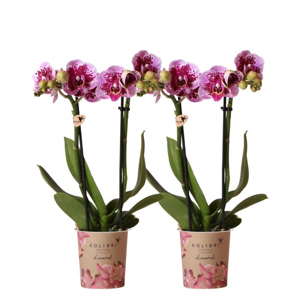 Kolibri Orchids COMBI DEAL von 2 rosa lila Phalaenopsis Orchideen El Salvador Topfgröße 9cm blühende Zimmerpflanze frisch vom Züchter