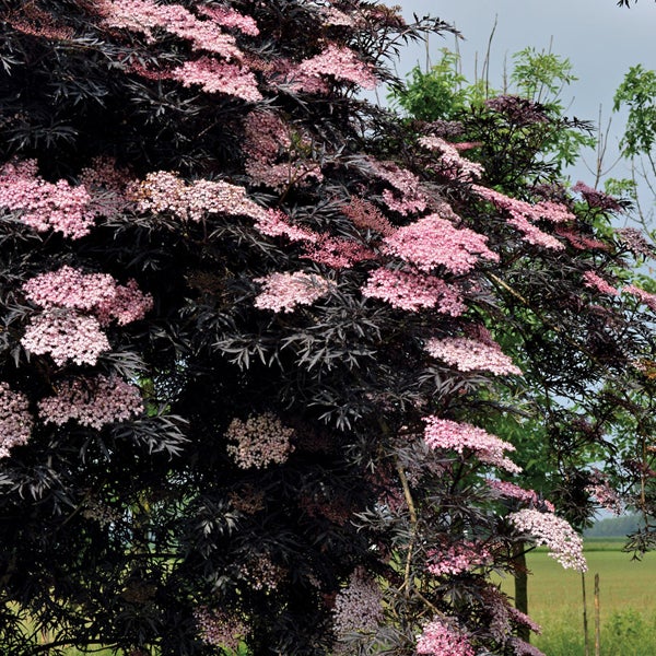 Blühender Holunderbaum mit dunklen Blättern und rosa Blüten