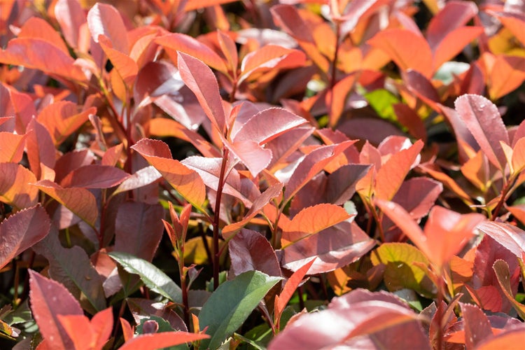 Photinia fraseri 'Red Robin', Glanzmispel, rot, 40–60 cm