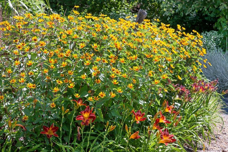 Blumenbeet mit gelben und roten Blüten im Garten.