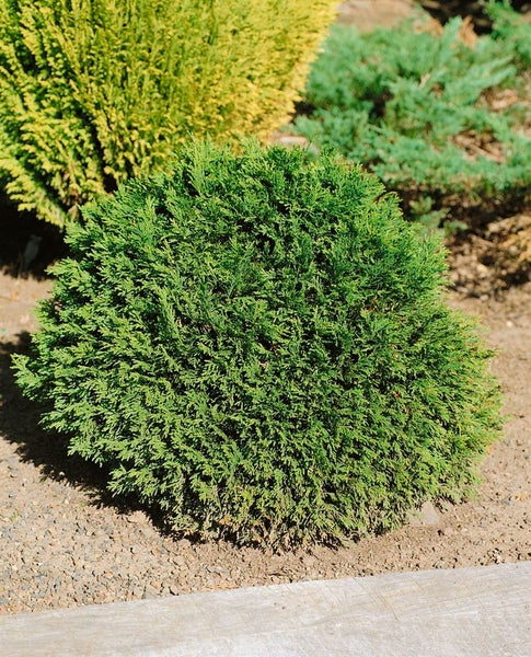 Chamaecyparis lawsoniana 'Green Globe', Kugelzypresse, 15–20 cm