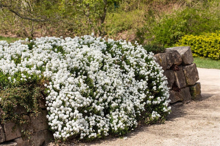 Üppiges Schleierkraut mit weißen Blüten neben einer Steinmauer im Garten.